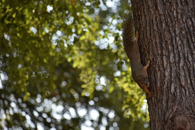 【足总杯抽签】曼联再遇布莱顿，单线红魔的绝佳机会！